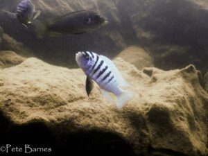 Metriaclima zebra 'Boadzulu Island'